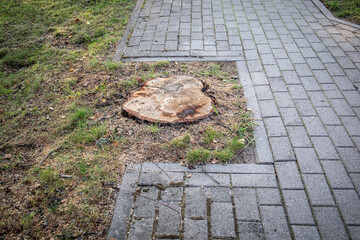 Tree stump next to sidewalk in a level of ground, top view