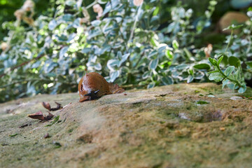 A close-up of a Spanish slug sitting on the garden path