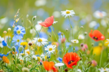 Obraz premium Enchanting Field of Wildflowers with Colorful Blossoms and Beauty