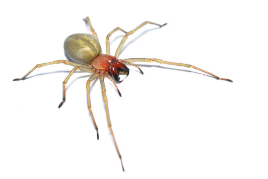Closeup of a mature female of the infamous European Yellow Sac Spider (Cheiracanthium punctorium), photographed on white background.
