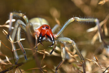 Closeup of the fangs and eyes of a mature female of the infamous European Yellow Sac Spider (Cheiracanthium punctorium), photographed in high grass on a German meadow.