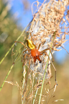 Closeup of the fangs and eyes of a mature male of the infamous European Yellow Sac Spider (Cheiracanthium punctorium), photographed in high grass on a German meadow.
