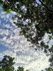 Fototapeta premium leaves against sky