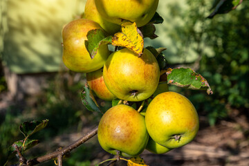 Ripe juicy apples in the garden. Harvesting on a sunny day.