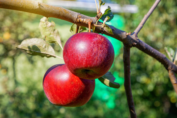 Ripe juicy apples in the garden. Harvesting on a sunny day.
