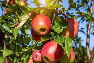 Ripe juicy apples in the garden. Harvesting on a sunny day.