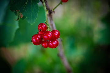 Red currant berries growing in the garden, secluded by the dense, green leaves