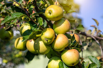 Ripe juicy apples in the garden. Harvesting on a sunny day.