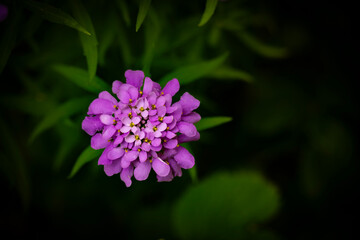 Beautiful pink flowers growing in the garden with blurred foreground of green leaves