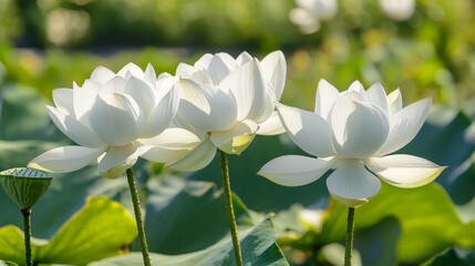 White lotus bloom flowers composition background 
