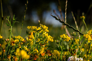 Beautiful wild flowers in colorful variants growing in the meadow, during sunset
