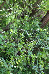 Southern Black Walnut, Juglans Californica, an entrancing native monoecious perennial arborescent shrub displaying new seasonal foliage elegantly emerging during Spring in the Santa Monica Mountains.