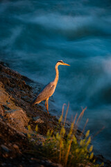 Grey heron standing on the Sava river shore, preying for fish and frogs