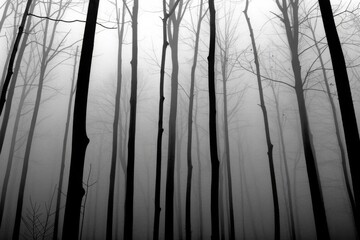 A Photography of Mystical Foggy Forest: An atmosphere of mystery and intrigue is woven through the exuberance of a mystical scene in a forest shrouded in fog among ancient tre