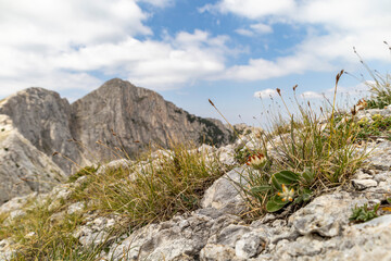 Sinanica peak, on of the highest peaks in Pirin mountain on the background and a bunch of flowers in the foreground in a hot summer day. Reachable after 6 hours of trekking.