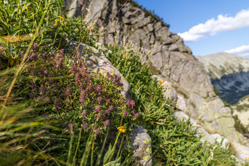Cloeup photography of bunch of wild thyme and high marble peaks in the background