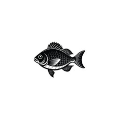 sea Bream species of freshwater and marine fish isolated monochrome sketch