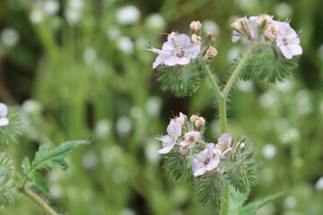 Setose Caterpillar Scorpionflower, Phacelia Cicutaria Variety Hispida, a seductive native monoclinous annual herb displaying scorpioid cyme inflorescences during Spring in the Santa Monica Mountains.