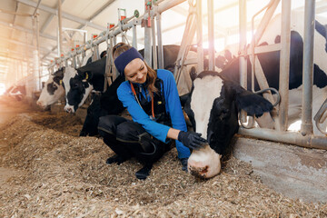 Concept vet worker of livestock farm health care cattle. Happy young woman veterinarian with...