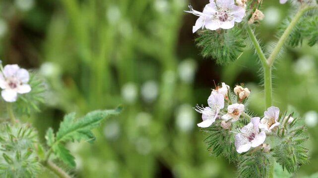 Setose Caterpillar Scorpionflower, Phacelia Cicutaria Variety Hispida, a seductive native monoclinous annual herb displaying scorpioid cyme inflorescences during Spring in the Santa Monica Mountains.