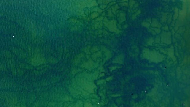 Saltern evaporation pond with neuron pattern in underwater, top down footage