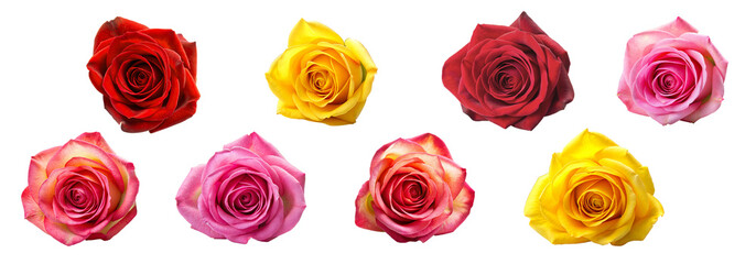 Fototapeta premium Set of very beautiful roses on a white background, collage, isolate