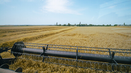 View of a combine harvester's cutting bar from the cab, capturing the wheat harvesting process. Modern agricultural machinery in action during harvest season. Farming efficiency.