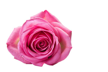 Pink rose bud on a white background, collage isolate