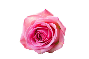 Pink rose bud on a white background, collage isolate