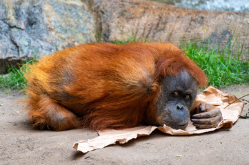 oran utan lying on the ground