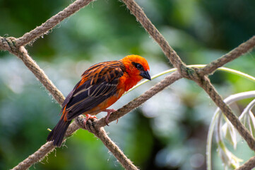 Closeup of a red fody Foudia madagascariensis bird, also Madagascar Fody, red cardinal fody or common fody. A small bird native to Madagascar.