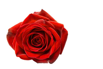 Naklejka premium Bud of a beautiful red rose on a white background, collage isolate
