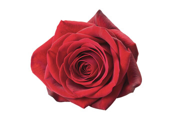 Naklejka premium Bud of a beautiful red rose against a white background, collage isolate