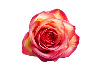 Naklejka premium Bud of a beautiful soft pink rose on a white background, collage isolate
