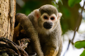 Squirrel monkey sitting on a tree