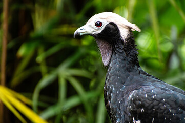 Close up of blue throated Pipin Guan bird. Pipile Cumanensis South American bird