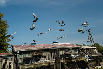 pigeon breeding, bird breeding, flying birds, agriculture, pigeons