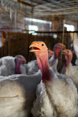 Thanksgiving turkey, farming, turkey, agriculture