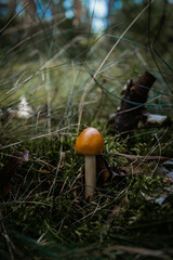 Everyday carry survival tool, knive, 