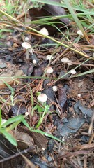 small raining mushroom - A group of small mushrooms, featuring a mix of white and light red colors, grows in the ground. Their caps display a delicate blend of these hues, and the slender stems suppor