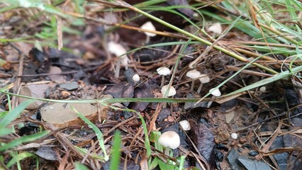 small raining mushroom - A group of small mushrooms, featuring a mix of white and light red colors, grows in the ground. Their caps display a delicate blend of these hues, and the slender stems suppor