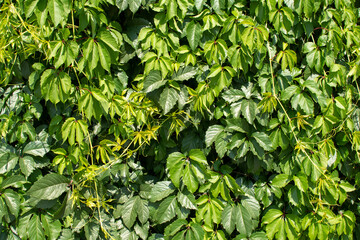Green leaves of wild grapes