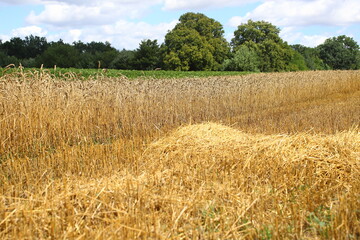 Golden wheat field and sunny day. Ears of wheat or rye ready to be harvested, close-up against the light. Blue sky, white clouds. Concept idea of ​​bountiful harvest, world food crisis.