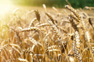 Golden wheat field and sunny day. Ears of wheat or rye ready to be harvested, close-up against the light. Blue sky, white clouds. Concept idea of ​​bountiful harvest, world food crisis.