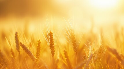 Sunlit wheat field with empty space for text