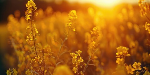 Blooming rapeseed field in spring