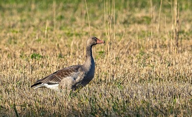 Greylag goose, Anser anser, in the wild