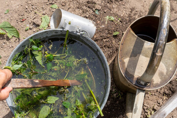Gardener mixes chopped nettles with water in a bucket for fermentation.