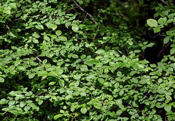 green leaves of hazel, Corylus avellana, in natural environment