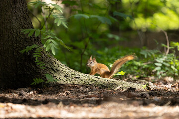The red squirrel, sciurus vulgaris, in a public park in Finland.